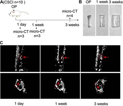 Pathophysiological Changes and the Role of Notch-1 Activation After Decompression in a Compressive Spinal Cord Injury Rat Model